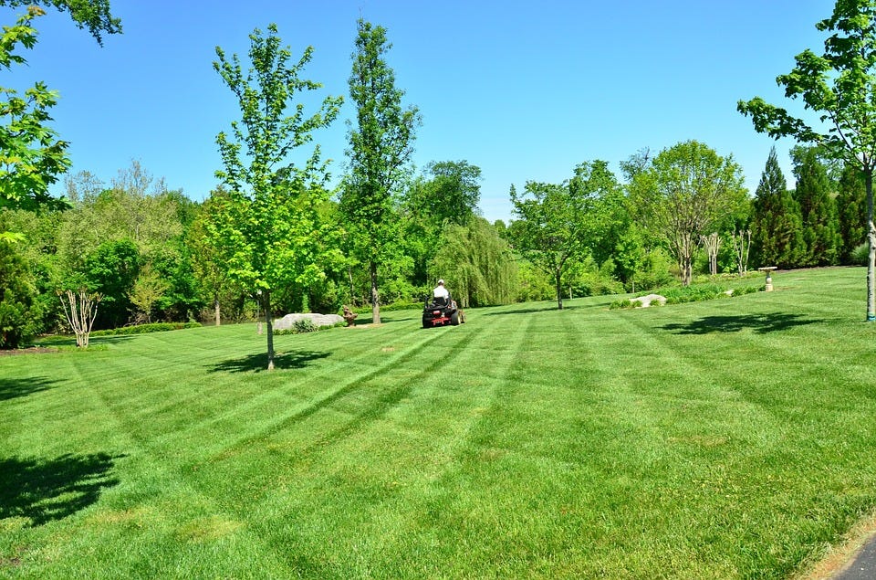 أسرار العشب المثالي: نصائح العناية للمبتدئين
