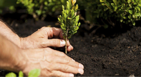 دور زراعة الأشجار في التنمية الحضرية المستدامة