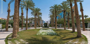 لماذا تُعدّ أشجار النخيل عنصراً أساسياً في تصميم المناظر الطبيعية السعودية؟