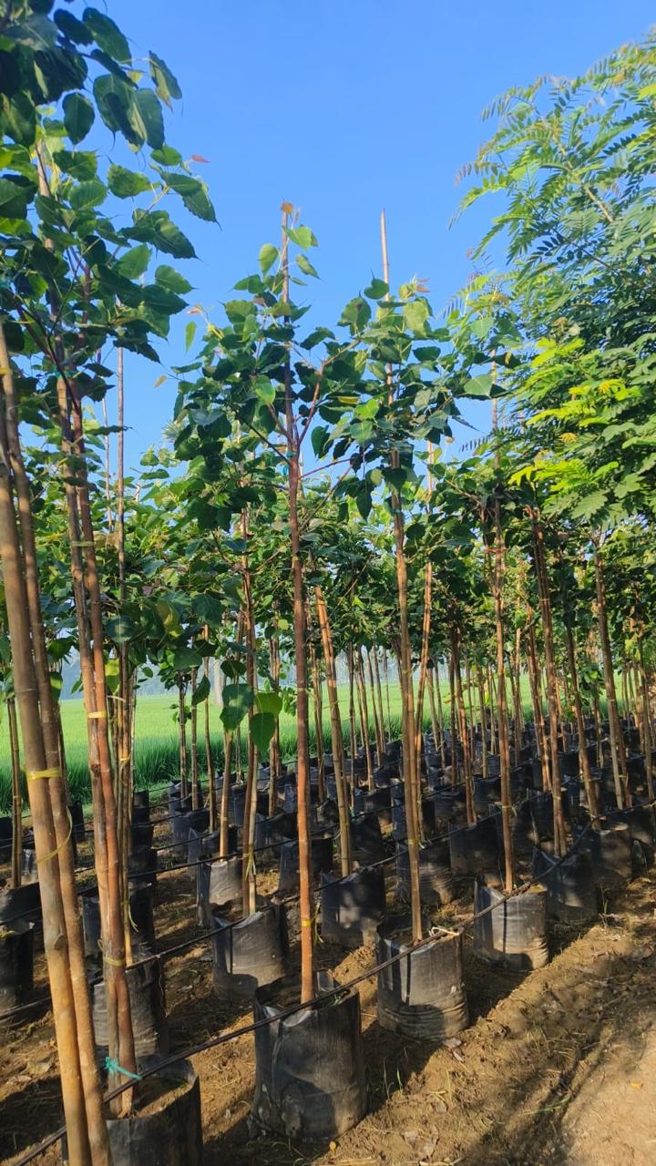 Nursery