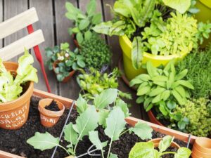 How to Save Money Growing fun and Exciting Seasonal Plants