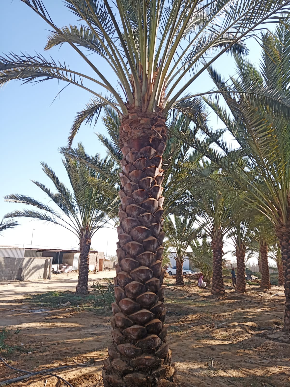 Palm Tree Supply & Installation