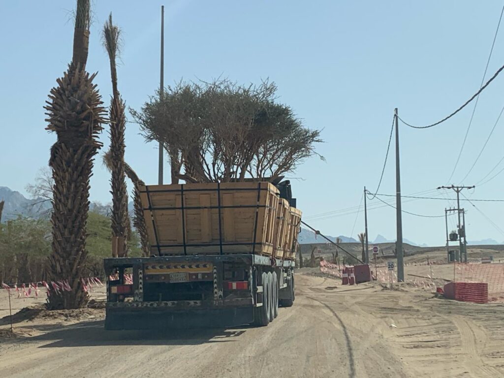 Roshen project - Alomer company -Trees relocation