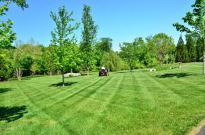 Secrets to the Perfect Lawn: Care Tips for Beginners