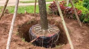 How to Find Reliable Tree Transplanting Services in Riyadh?
