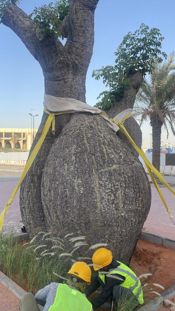 Maintenance of chorisia tree in Al Hayat mall in Riyadh