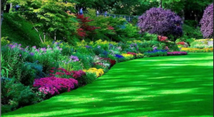 Why Choose Softscape Landscaping for Your Saudi Arabian Home