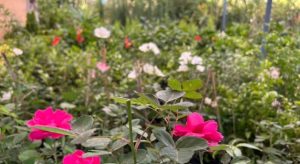 The Role of Landscape Nurseries in Promoting Sustainable Gardening Practices in Riyadh