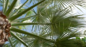 Expert Tips for Maintaining Washingtonia Trees in Saudi Arabia’s Climate