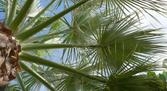 Expert Tips for Maintaining Washingtonia Trees in Saudi Arabia’s Climate
