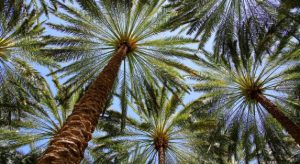 The Future of Palm Tree Cultivation in Saudi Arabia