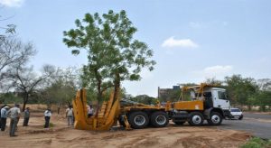 How Modern Equipment Makes Tree Transplanting Efficient