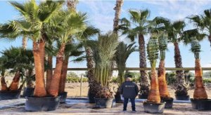 How to Choose the Right Washingtonia Variety for Saudi Landscapes