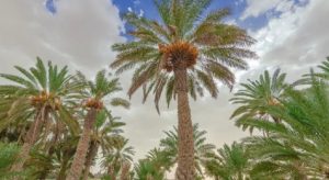 Why Palm Trees Are Ideal for Landscaping in Saudi Arabia