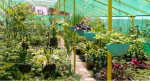 How Nursery Landscape Companies Help Green Saudi Arabia’s Desert Cities