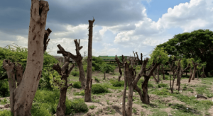 How Technology is Changing Tree Transplanting Services