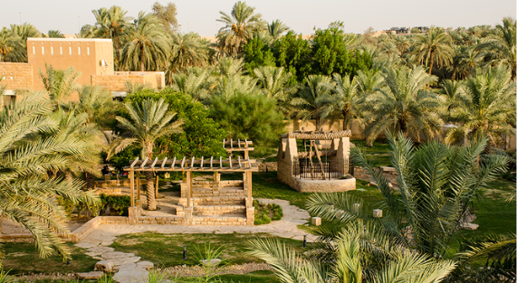 Trends in the Saudi Landscaping Industry Featuring Washingtonia Trees