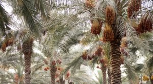 Why Palm Trees Are the Perfect Choice for Saudi Arabian Gardens