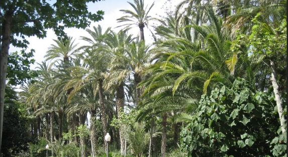Benefits of Partnering with a Trusted Washingtonia Tree Supplier