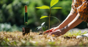 How tree transplanting helps in environmental conservation