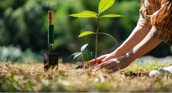 How tree transplanting helps in environmental conservation