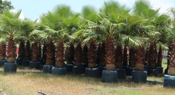 Why Choose Local Washingtonia Tree Suppliers in Riyadh