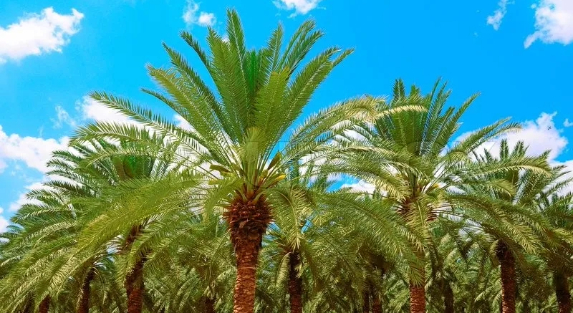 Why Palm Trees Are Integral to Saudi Landscape and Culture