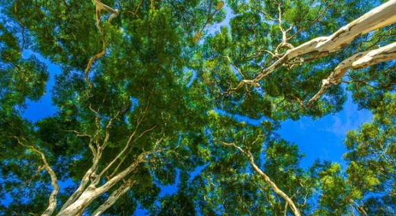 Why Tree Preservation Is Essential for Urban Development Projects