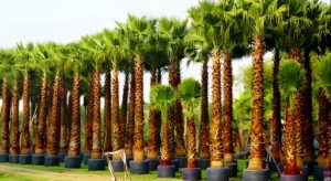 How to Care for Washingtonia Trees in Riyadh’s Climate