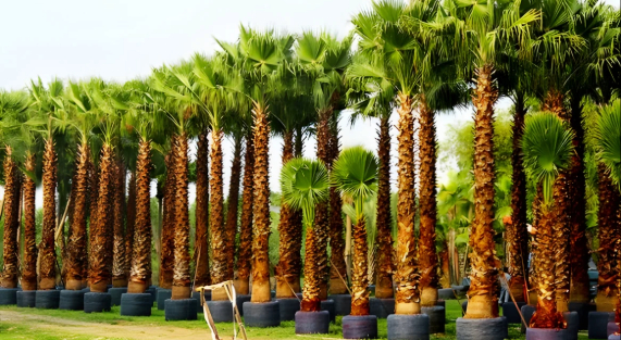 How to Care for Washingtonia Trees in Riyadh’s Climate