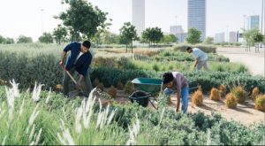Role of Tree Transplanting in Smart City Development in Saudi Arabia