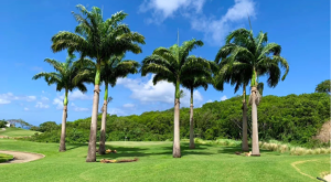 Why Landscaping Companies Prefer Certified Palm Suppliers