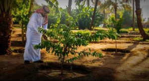 How Tree Transplanting Supports Urban Greening in Saudi Arabia