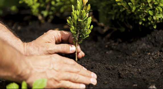 Role of Tree Transplanting in Sustainable Urban Development