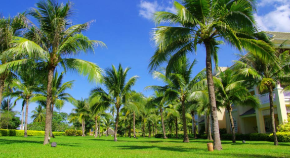 The Role of Washingtonia Palms in Saudi Resort Landscaping