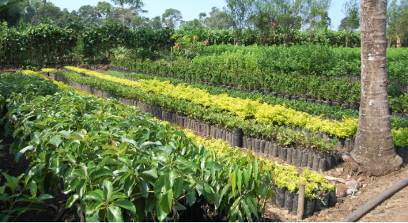 The Ultimate Guide to Nursery Management Best Practices