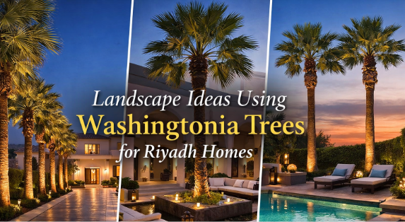 Landscape Ideas Using Washingtonia Trees for Riyadh Homes