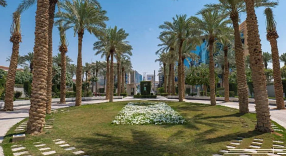 Why Palms Are Central to Saudi Landscape Design