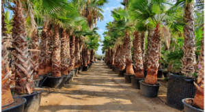 How Palm Trees Transformed Riyadh’s Urban Landscape
