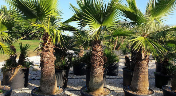 How Washingtonia Trees Enhance Luxury Landscapes in Riyadh