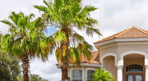 Importance of Mature Palm Trees in Urban Landscaping